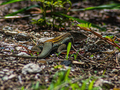 Aspidoscelis angusticeps