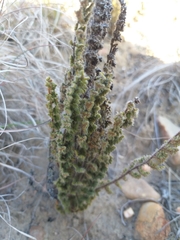 Cheilanthes induta