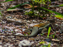 Aspidoscelis angusticeps