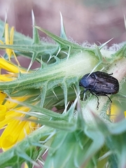 Protaetia morio
