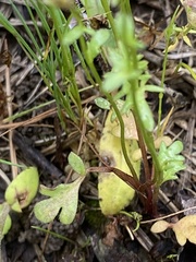 Phacelia glabra