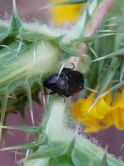 Protaetia morio