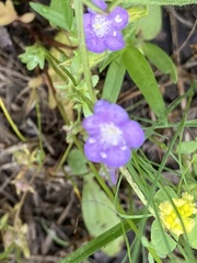 Phacelia glabra
