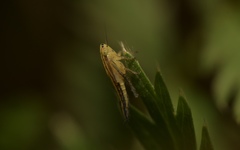 Cicadula