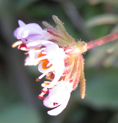 Melanospermum foliosum