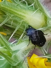 Protaetia morio