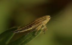 Cicadula