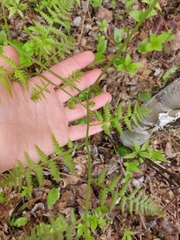 Pteridium aquilinum image