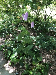 Campanula punctata