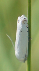 Hystrichophora vestaliana