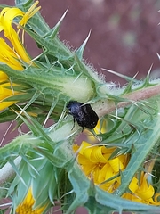 Protaetia morio