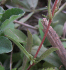 Melanospermum foliosum