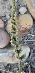 Cheilanthes induta