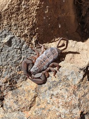 Hadogenes trichiurus