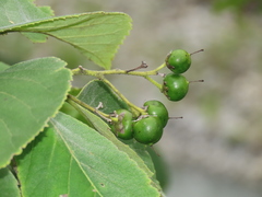 Ehretia dicksonii