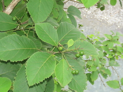 Ehretia dicksonii