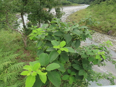 Ehretia dicksonii