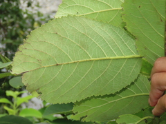 Ehretia dicksonii
