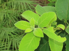 Ehretia dicksonii