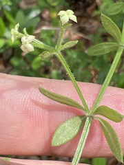 Galium bermudense