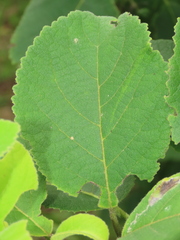 Ehretia dicksonii