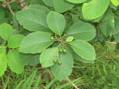 Ehretia dicksonii