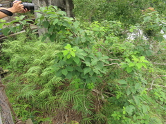 Ehretia dicksonii