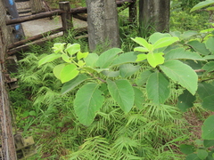 Ehretia dicksonii