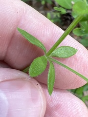 Galium bermudense