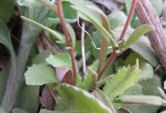 Melanospermum foliosum