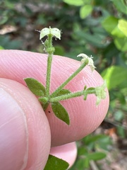 Galium bermudense