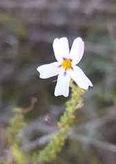 Jamesbrittenia argentea