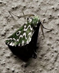 Drepanogynis bifasciata