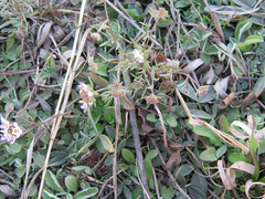 Melanospermum foliosum