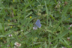 Polyommatus icarus