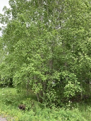 Salix caprea