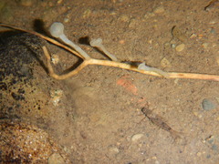 Vibrissea truncorum