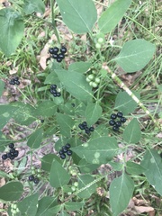 Solanum