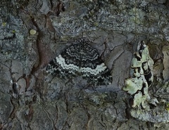 Spargania luctuata