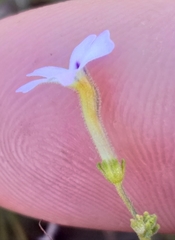 Jamesbrittenia argentea