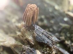 Stemonitis virginiensis