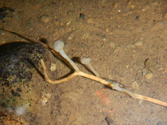 Vibrissea truncorum
