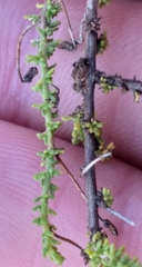 Jamesbrittenia argentea