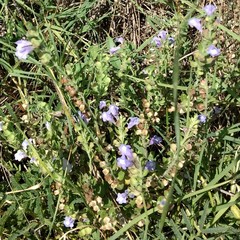 Scutellaria drummondii
