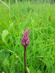 Dactylorhiza traunsteineri