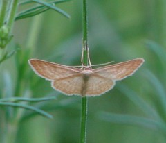 Idaea pallidata