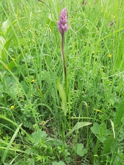 Dactylorhiza traunsteineri
