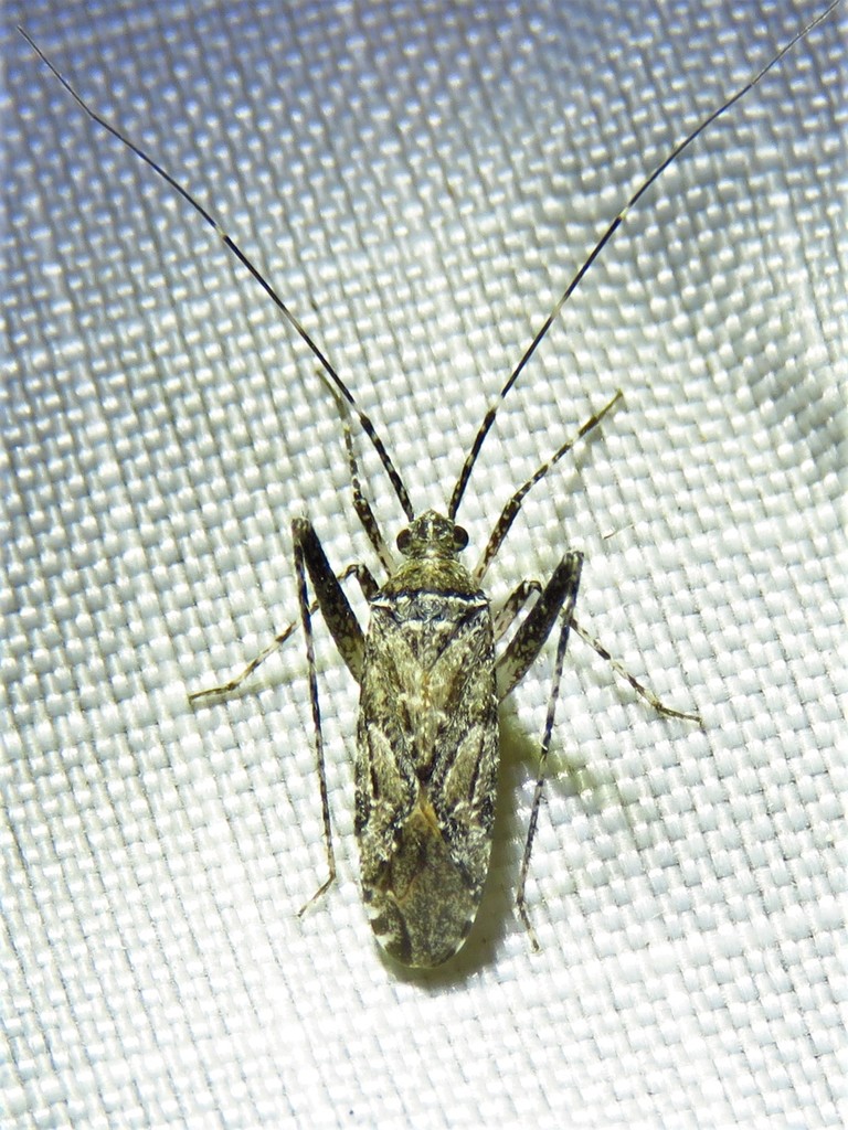 Phytocoris strigosus