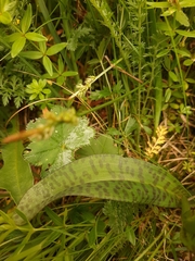 Dactylorhiza traunsteineri