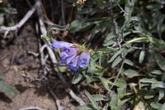 Penstemon speciosus